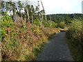 Path in Llyn Llech Owain Country Park