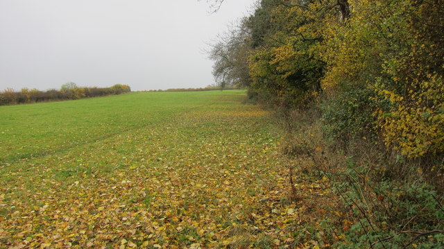 Field edge boundary adjacent to Summer House Wood