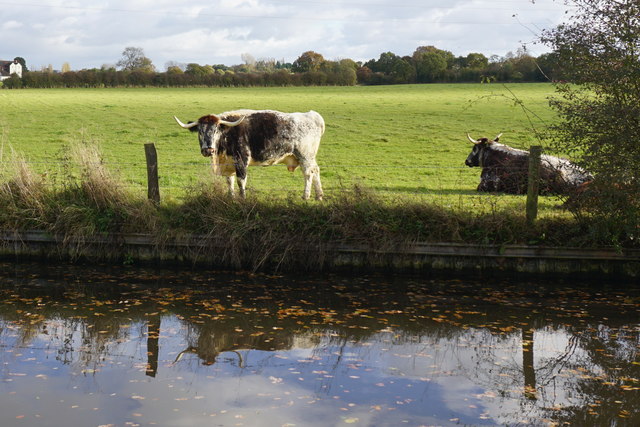 Longhorn cows by the Staffordshire & Worcestershire Canal