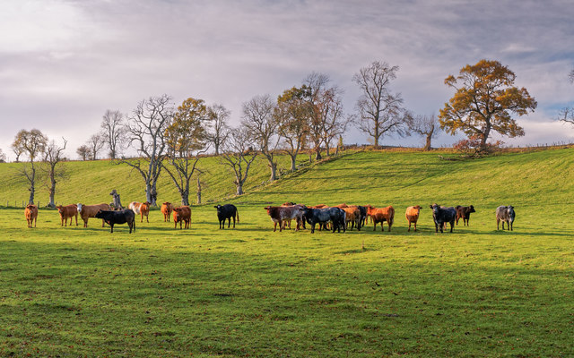 Cattle in a field Dalgrambich Farm