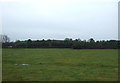 Grazing south east of Calveley