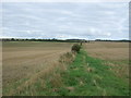 Stubble fields and hedgerow