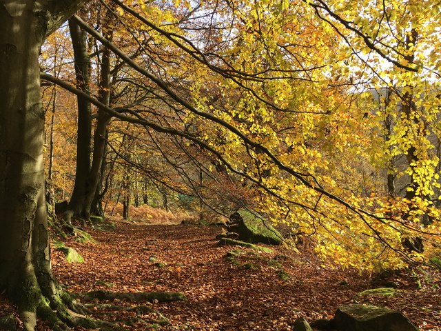 Autumn colour in Bolehill Wood © Graham Hogg :: Geograph Britain and ...