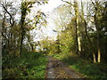 Track in Treswell Wood