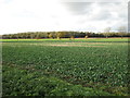 Oilseed rape and Brecks Plantation