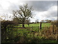 Gate and grass field