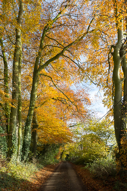 Autumn Beeches in Warley Lane