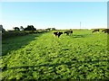 Cattle in field