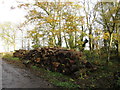 Stacked timber at Treswell Wood