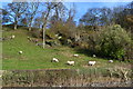 Sheep grazing beside the A5