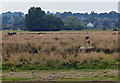 Radford Meadows Nature Reserve