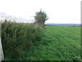 Hedge-side view from Bream Cross Triangulation Pillar