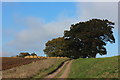 St Edmunds Way towards Little Hickbush