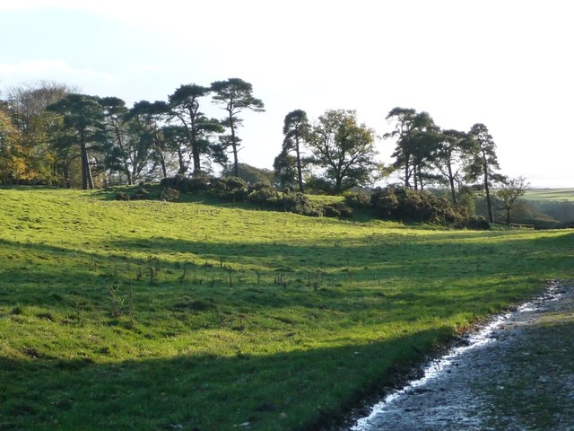 A stand of pines, west of Salesbrook Wood