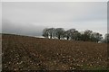 Field near Higher Wynford Farm