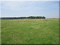 View towards Gallops Plantation