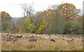 TQ5493 : Fallow Deer in Dagnam Park, The Manor Nature Reserve, Harold Hill by Roger Jones
