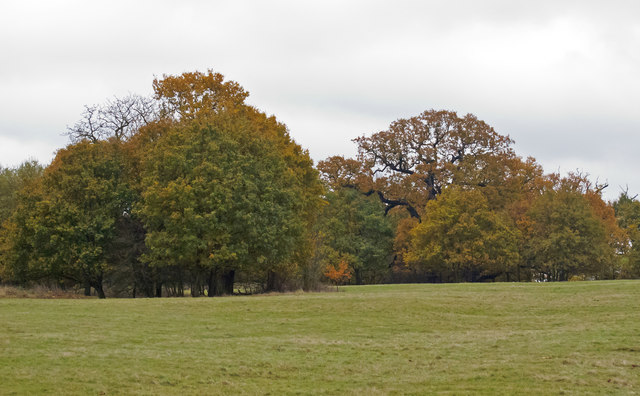 Trees in Dagnam Park, The Manor Nature Reserve, Harold Hill
