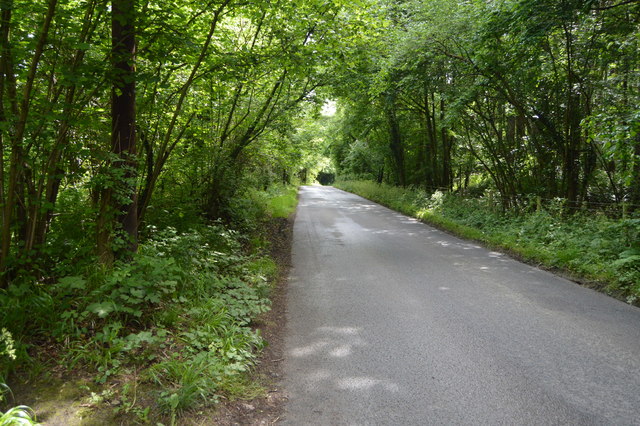 Lane through the woods