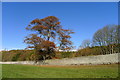 Large beech in Lambert