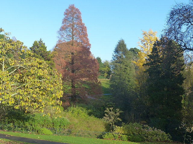 A variety of tree colours in Belle Vue Park, Newport