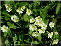 Primroses near Elmscott in Devon