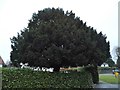 Tree on Chequers Lane, Walton on the Hill