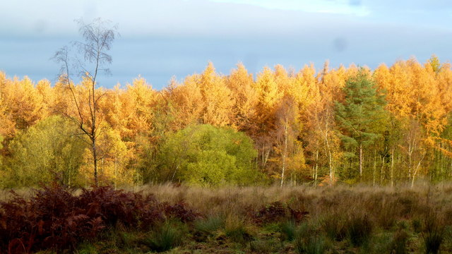 Forest of Dean; November morning, 3