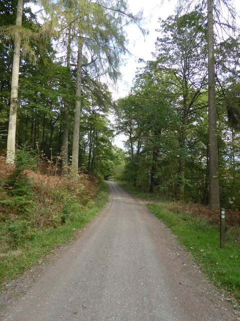 Forestry road in Grizedale Forest