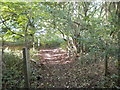 Public footpath in Ash Holt, east of Newton