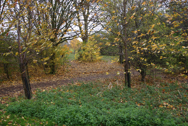 Woodland abutting Hackney Marsh