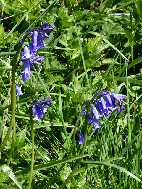 Bluebells south of Elmscott in Devon