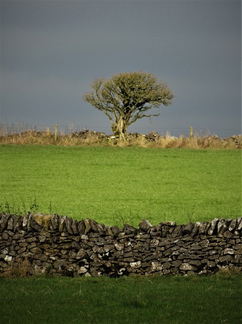 Lone hawthorn tree by the road to Wheeldon Trees