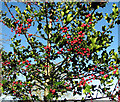 Common Holly (Ilex aquifolium)