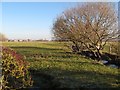 Drain with willow trees