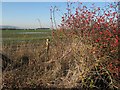 Rose hips