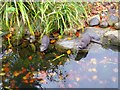 Asian short-clawed Otters, London Wetland Centre