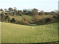 Sheep in a Valley