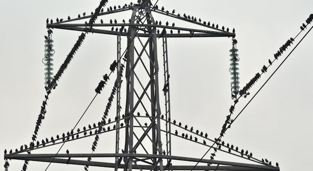 Starlings and pylon, Belfast (November 2016)