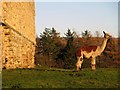 NY5674 : Brown & white llama below walls of Bew Castle by Andrew Curtis