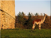NY5674 : Brown & white llama below walls of Bew Castle by Andrew Curtis