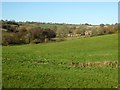 Whyle Brook valley