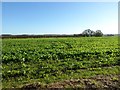 Arable field near Hamnish Clifford