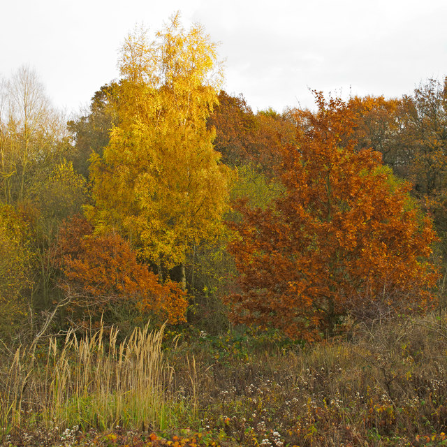 Autumn colours in Trueloves, Epping Forest