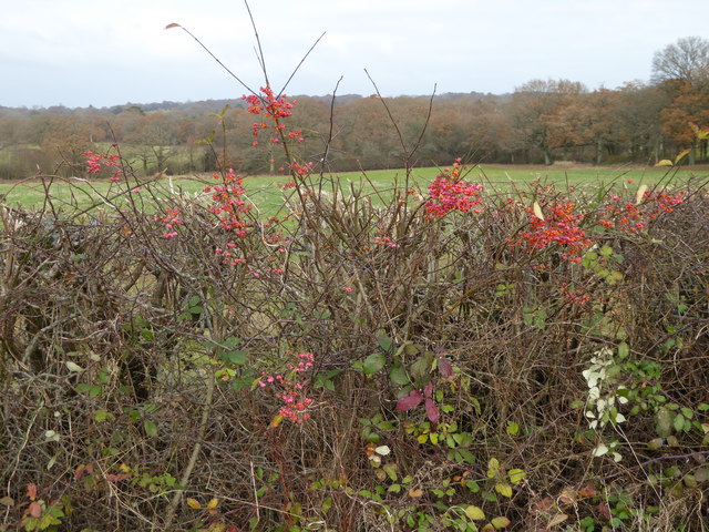 Colourful hedge in autumn