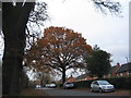 Oak, Cannon Hill Road