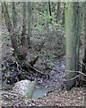 Stream in Hullet Hole Wood, Shevington Vale