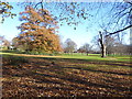 Autumn colours at Hall Place (North)