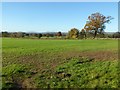 Farmland at Stockton