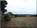 Stubble field and hedgerow 